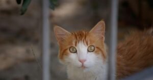 pet loss quotes main